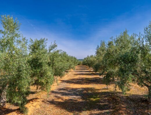 Κωνσταντίνος Παπαδόπουλος